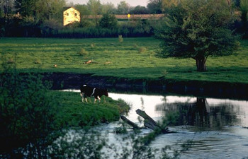 Cattle are 